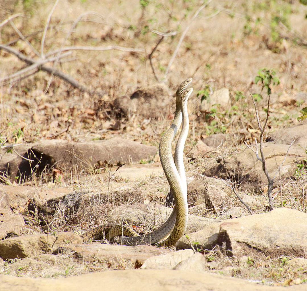 Two Cape cobras in the desert